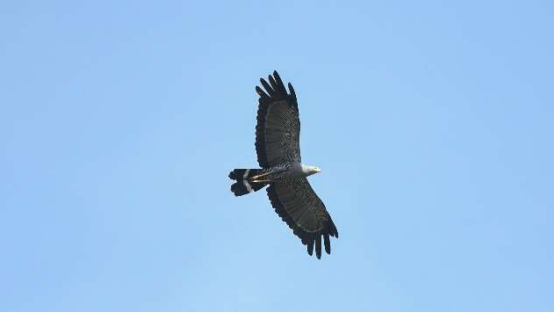 African Harrier-Hawk 